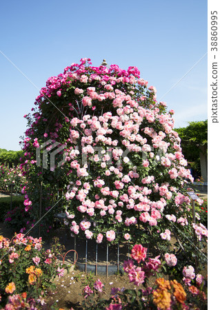 Kamishiro植物園春天玫瑰 38860995