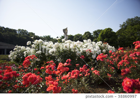Kamishiro植物園春天玫瑰 38860997