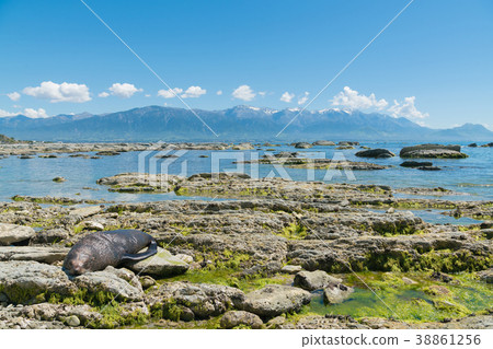 Sleeping fur seal at Kaikoura seacoast Sleeping fur seal at Kaikoura seacoast 38861256