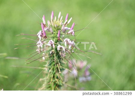 白花菜 白花菜 38861299