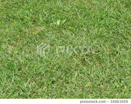 Lawn Lawn 38861689