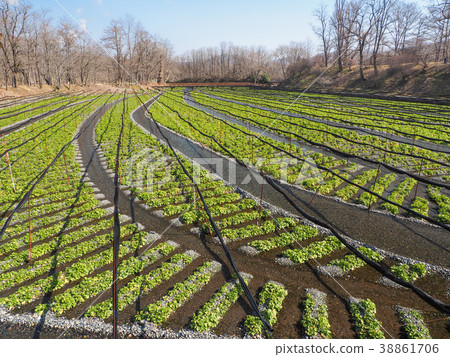 Wasabi garden in early spring Wasabi garden in early spring 38861706