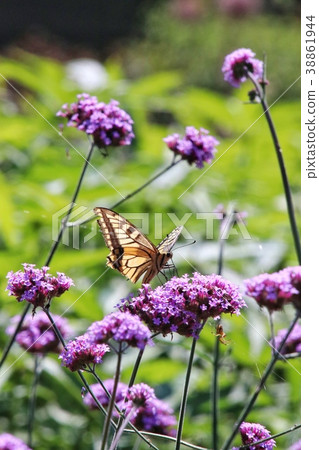 Spring flowers 3 38861944