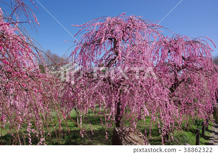草甸李子名古屋市農業中心 38862322