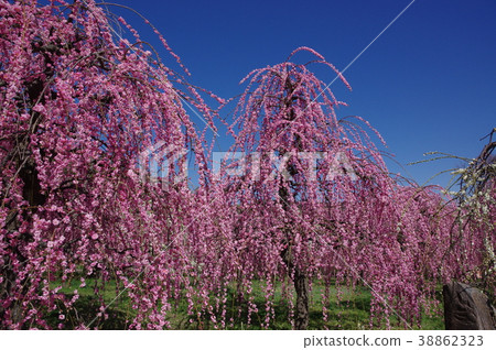 草甸李子名古屋市農業中心 38862323