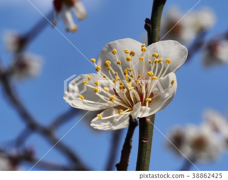 Plum blossoms White plum blossoms Ume Plum Plum blossoms White plum blossoms Ume Plum 38862425