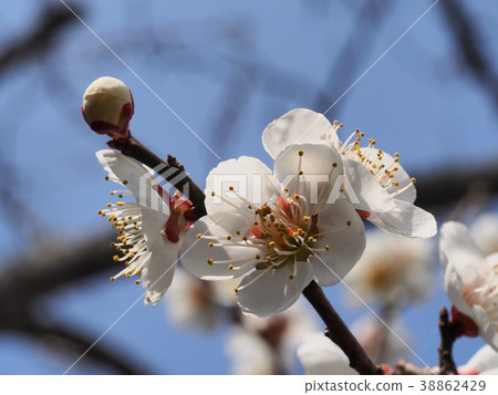 梅花白梅花梅梅 梅花白梅花梅梅 38862429