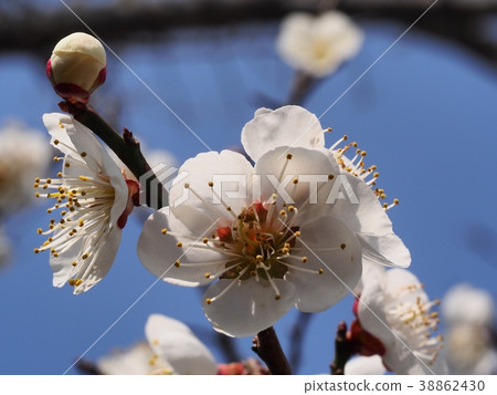 梅花白梅花梅梅 38862430