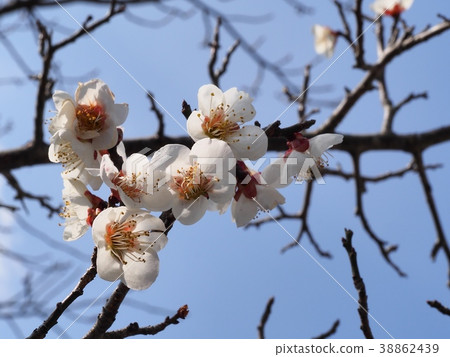 梅花白梅花梅梅 梅花白梅花梅梅 38862439