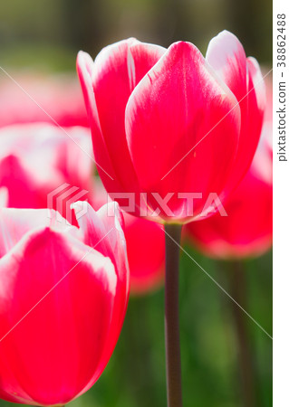 與紅色和白色瓣的鬱金香 與紅色和白色瓣的鬱金香 38862488