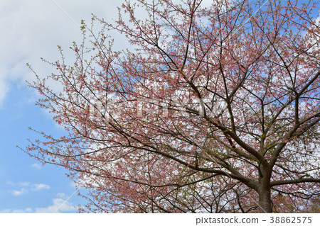Boso / Kobuchi鐵路和油菜田和櫻花 38862575