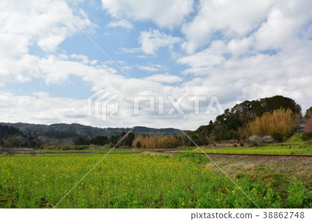 Boso · Kominato Railroad and Rapeseed field Boso · Kominato Railroad and Rapeseed field 38862748