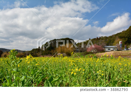 Boso · Kominato Railroad and Rapeseed field Boso · Kominato Railroad and Rapeseed field 38862793