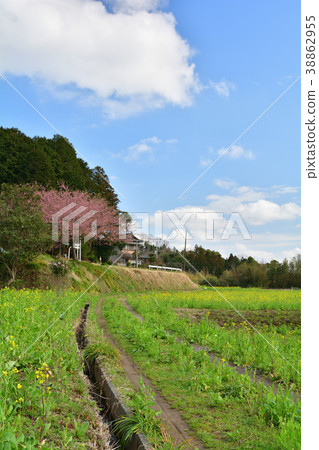 Boso · Kominato Railroad and Rapeseed field Boso · Kominato Railroad and Rapeseed field 38862955