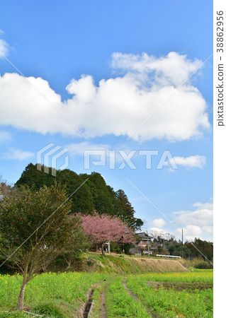 Boso·Kominato鐵路和油菜籽領域 Boso·Kominato鐵路和油菜籽領域 38862956