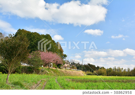 Boso·Kominato鐵路和油菜籽領域 Boso·Kominato鐵路和油菜籽領域 38862958