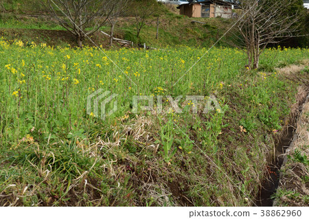 Boso·Kominato鐵路和油菜籽領域 Boso·Kominato鐵路和油菜籽領域 38862960