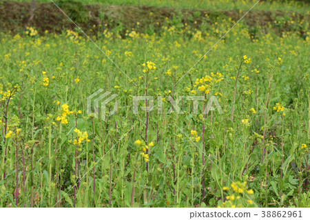 Boso·Kominato鐵路和油菜籽領域 Boso·Kominato鐵路和油菜籽領域 38862961