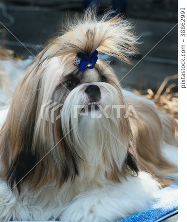 purebred Shih Tzu in front preparing to perform at 38862991