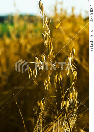 Close-up of oats in the field. selective focus 38863004