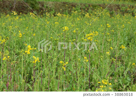 Boso·Kominato鐵路和油菜籽領域 Boso·Kominato鐵路和油菜籽領域 38863018