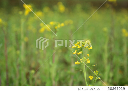 Boso·Kominato鐵路和油菜籽領域 Boso·Kominato鐵路和油菜籽領域 38863019
