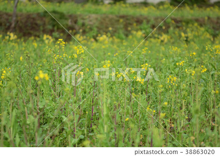 Boso·Kominato鐵路和油菜籽領域 Boso·Kominato鐵路和油菜籽領域 38863020