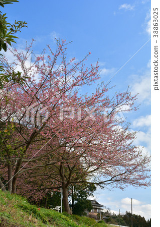 Boso / Kobuchi Railway and rape field and cherry blossom Boso / Kobuchi Railway and rape field and cherry blossom 38863025