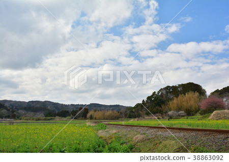 Boso·Kominato鐵路和油菜籽領域 Boso·Kominato鐵路和油菜籽領域 38863092
