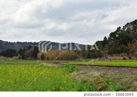 Boso · Kominato Railroad and Rapeseed field Boso · Kominato Railroad and Rapeseed field 38863093