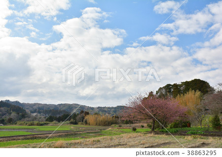 Boso · Kominato Railroad and Rapeseed field Boso · Kominato Railroad and Rapeseed field 38863295