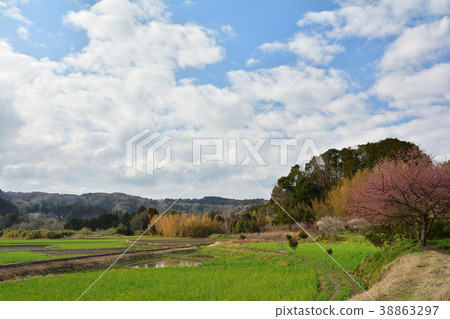 Boso·Kominato鐵路和油菜籽領域 Boso·Kominato鐵路和油菜籽領域 38863297