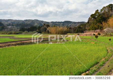 Boso·Kominato鐵路和油菜籽領域 Boso·Kominato鐵路和油菜籽領域 38863298