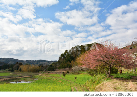 Boso · Kominato Railroad and Rapeseed field 38863305
