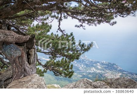 Pine on cliff with overlooking the panorama of the 38863640