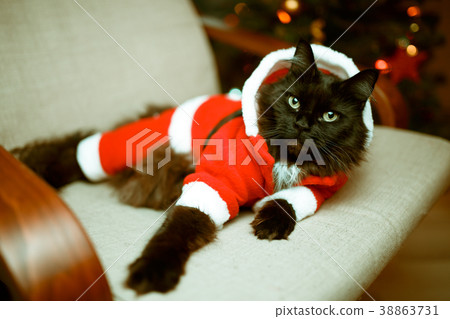 Photo of New Year's cat in Santa's costume 38863731