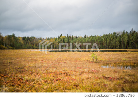 Autumn coniferous forest with lake Norovskoe 38863786