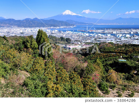 Mandarin field and Mt. Fuji-8112 38864286