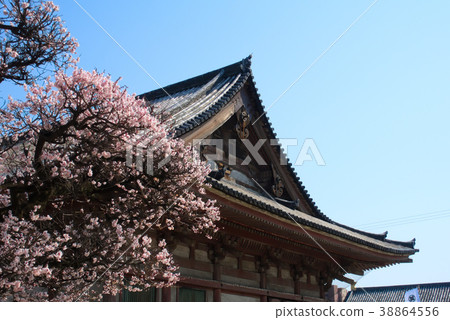 櫻花在大阪 38864556