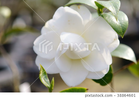 Konohana Figure Roll（女兒填充） 38864601