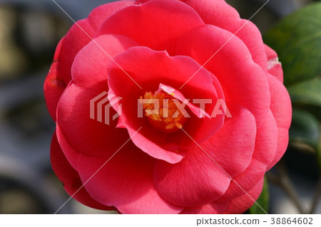 Konohana圖纏繞（Yaebei）1 38864602