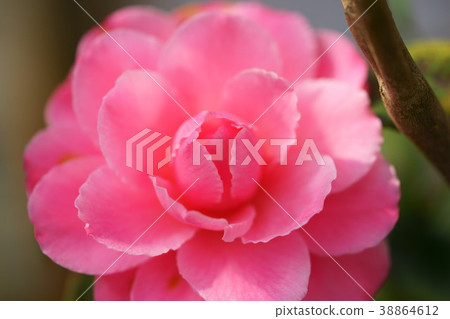 Konohana figure winding (first frost) 2 Konohana figure winding (first frost) 2 38864612