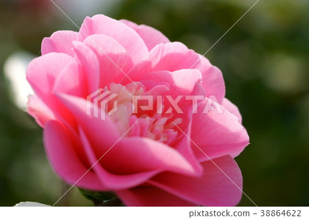 Konohana Figure Roll（Hishikara 1） 38864622