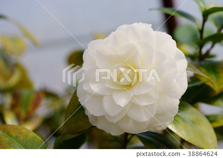 Konohana figure winding (white chrysanthemum 1) 38864624