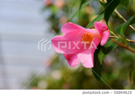 Konohana Figure Roll（鬱金香時間）2 38864628