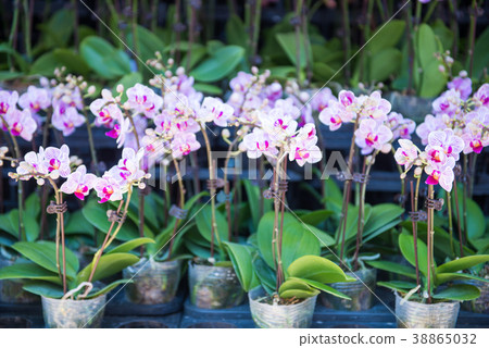 Beautiful flower for sale at flower market Beautiful flower for sale at flower market 38865032