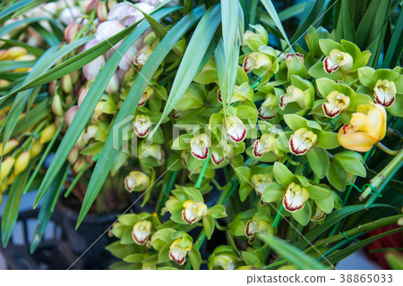Beautiful flower for sale at flower market Beautiful flower for sale at flower market 38865033