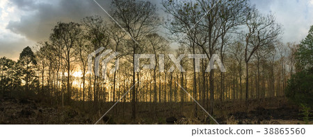 Forest in autumn Forest in autumn 38865560