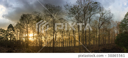 Forest in autumn Forest in autumn 38865561