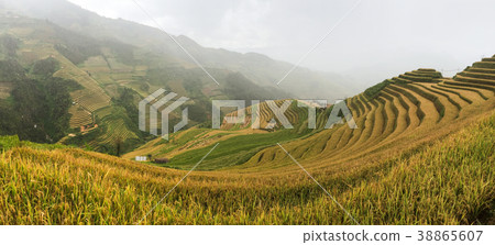 Terraced rice field at autumn Terraced rice field at autumn 38865607